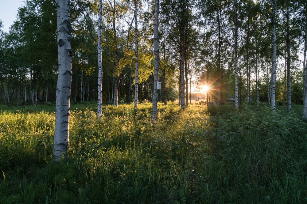 swedish forrest